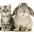 Silver Tabby and Rabby