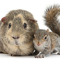 Squirrel and Guinea